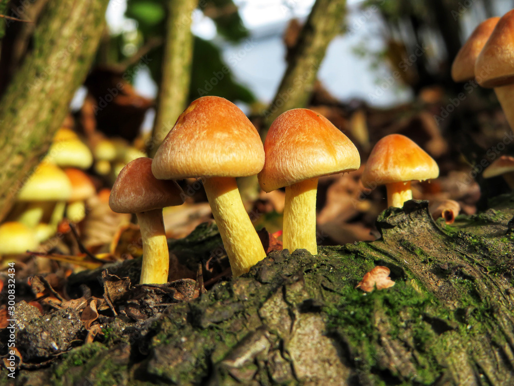 yellow mushroom yellow mushroom