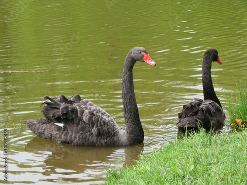 Fototapeta Naklejka Na Ścianę i Meble -  couple of black swans a a lake