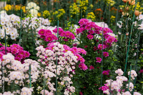 Colorful chrysanthemums General plan in the garden