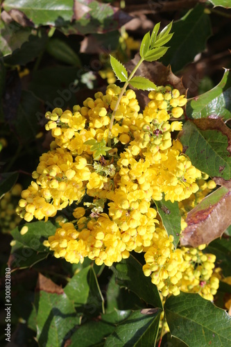 Yellow flowers bloom on a bush in spring garden. Natural beauty