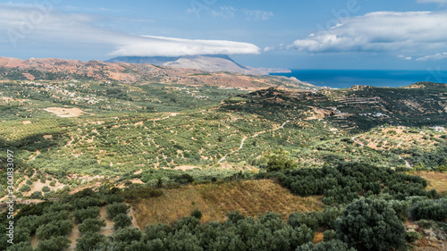 Olive gardens on the Greek plateau