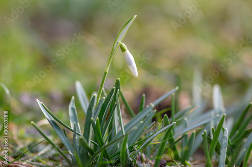 Galanthus nivalis, common snowdrop in bloom, early spring bulbous flowers in the garden