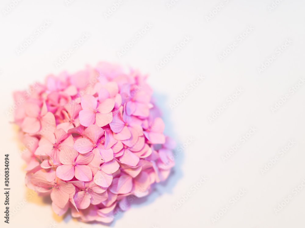 Fototapeta premium pink flower isolated on white background