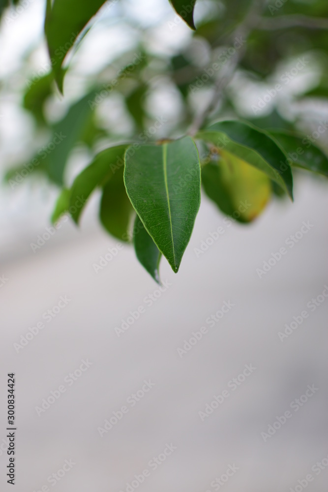 branch of tree with green leaves on a blue background branch of tree with green leaves on a blue background