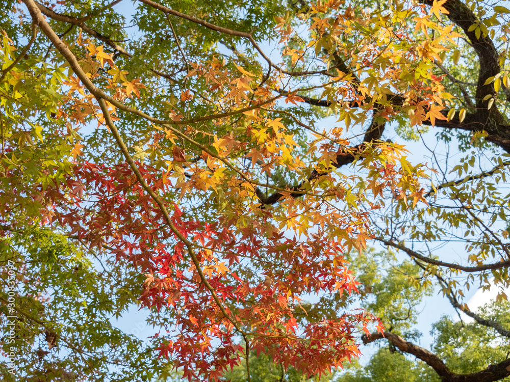 秋の紅葉