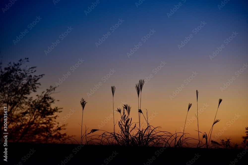 silhouette of grass at sunset