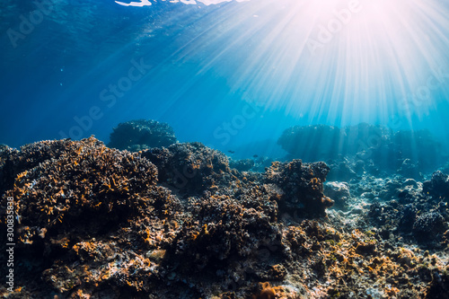 Underwater scene with corals  rocks and sun rays. View of tropical sea