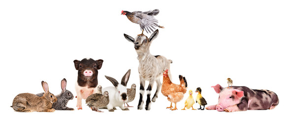 Group of cute funny farm animals together isolated on white background
