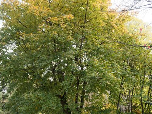 Krone von Roter Feldahorn Annae mit Herbstfarben (Acer x neglectum 'Annae' oder Acer × zoeschense )