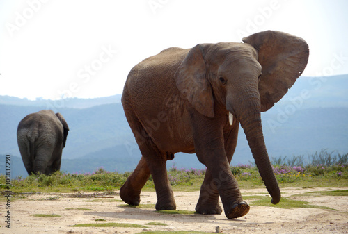 Big elephant in South Africa