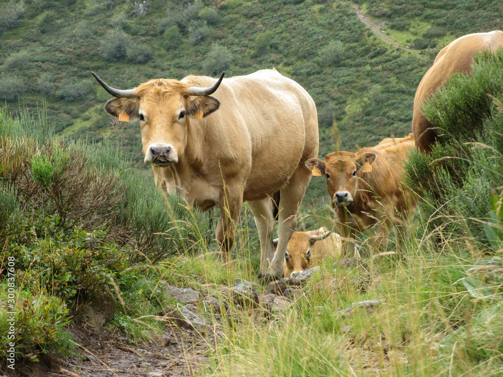 vache, veau, cantal, monts du cantal, bovin, auvergne, paysage, vert, arrière plan, montagne, troupeau, portrait, animal, nature, campagne, vache laitière, bétail, ferme, taureau, champ, brun, agricul vache, veau, cantal, monts du cantal, bovin, auvergne, paysage, vert, arrière plan, montagne, troupeau, portrait, animal, nature, campagne, vache laitière, bétail, ferme, taureau, champ, brun, agricul