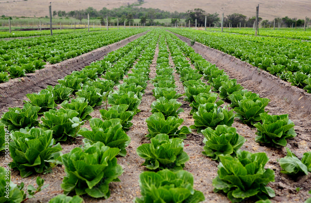 Rows of lettuce on an organic farm Rows of lettuce on an organic farm