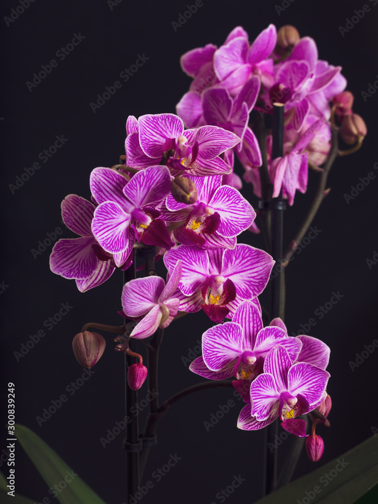 Purple Orchid flower with dark background Purple Orchid flower with dark background