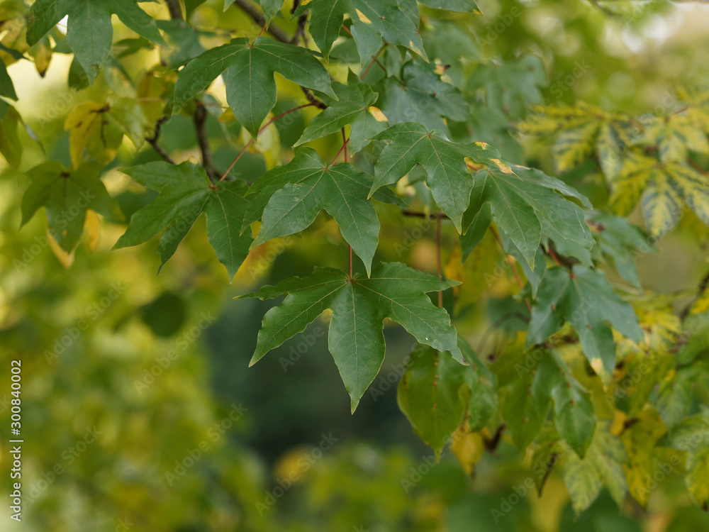 (Acer × zoeschense) ou (Acer x neglectum 'Annae') Erable hybride ou érable de Zoeschen 'Annae'. Feuilles vertes et lobées (Acer × zoeschense) ou (Acer x neglectum 'Annae') Erable hybride ou érable de Zoeschen 'Annae'. Feuilles vertes et lobées