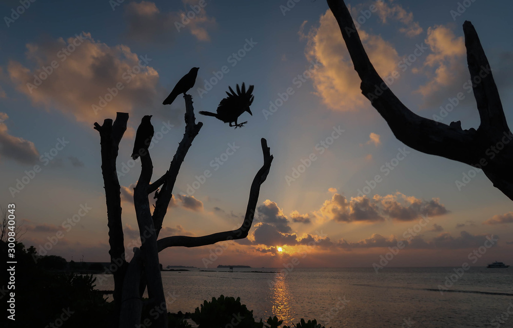 Crow is black bird, It's a very easy to see animal in Maafushi Island, Maldives. At the sunset, the sky is purple and orange, the crow will return to its own nest  fly in the sky to stick the branch