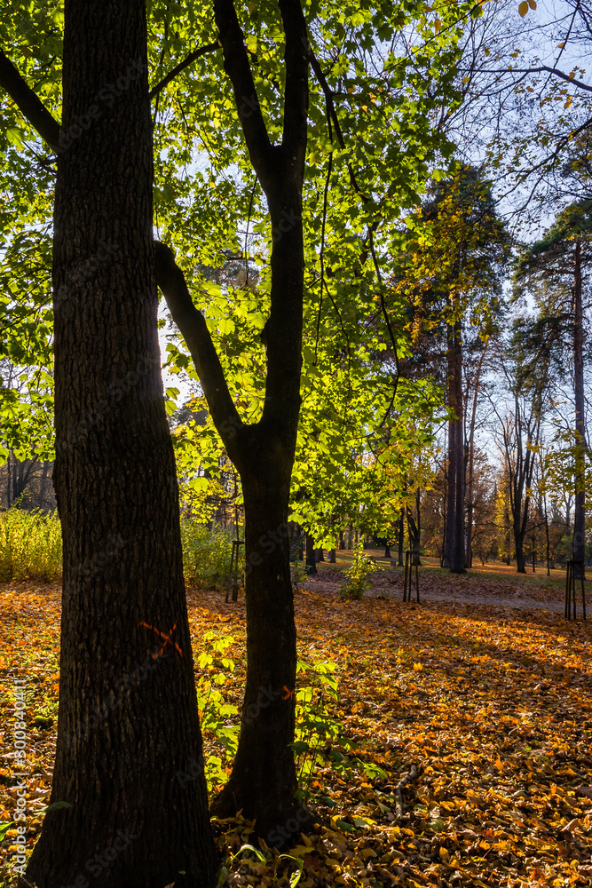 Park Konstytucji 3 Maja w Białymstoku, Jesień w parku, Białystok, Podlasie Park Konstytucji 3 Maja w Białymstoku, Jesień w parku, Białystok, Podlasie