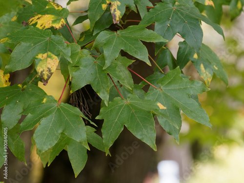 (Acer × zoeschense) ou (Acer x neglectum 'Annae') Erable hybride ou érable de Zoeschen 'Annae'. Feuilles lobées et vert jaunâtre en automne photo