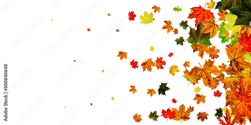 Autumn leaf pattern. Season falling leaves background. Thanksgiving concept Autumn leaf pattern. Season falling leaves background. Thanksgiving concept