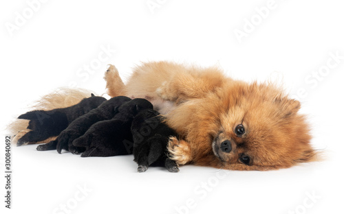 puppy pomeraniane in studio