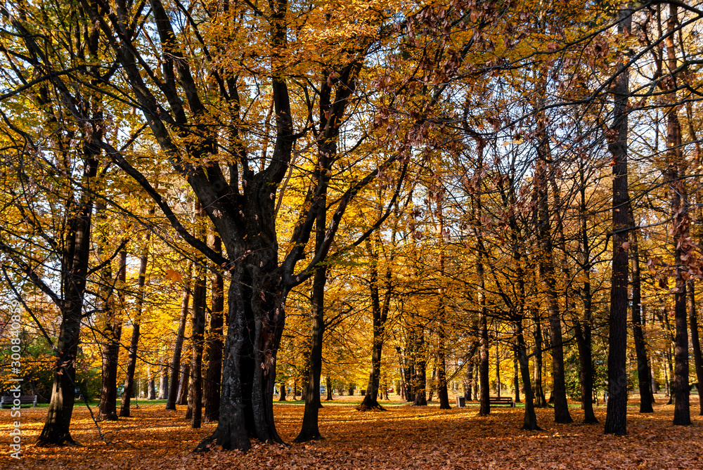 Park Konstytucji 3 Maja w Białymstoku, Jesień w parku, Białystok, Podlasie