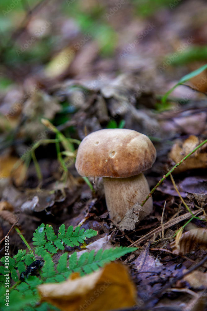 Single Boletus mushroom in the wild. Porcini mushroom grows on the forest floor at autumn season.. Single Boletus mushroom in the wild. Porcini mushroom grows on the forest floor at autumn season..