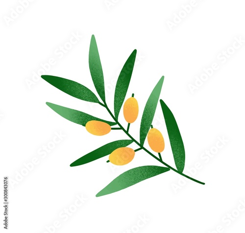 Olive branch cartoon vector illustration. Twig with green leaves and yellow olive fruits. Traditional peace symbol isolated on white background. Natural olive oil ingredient, ripe raw drupes.