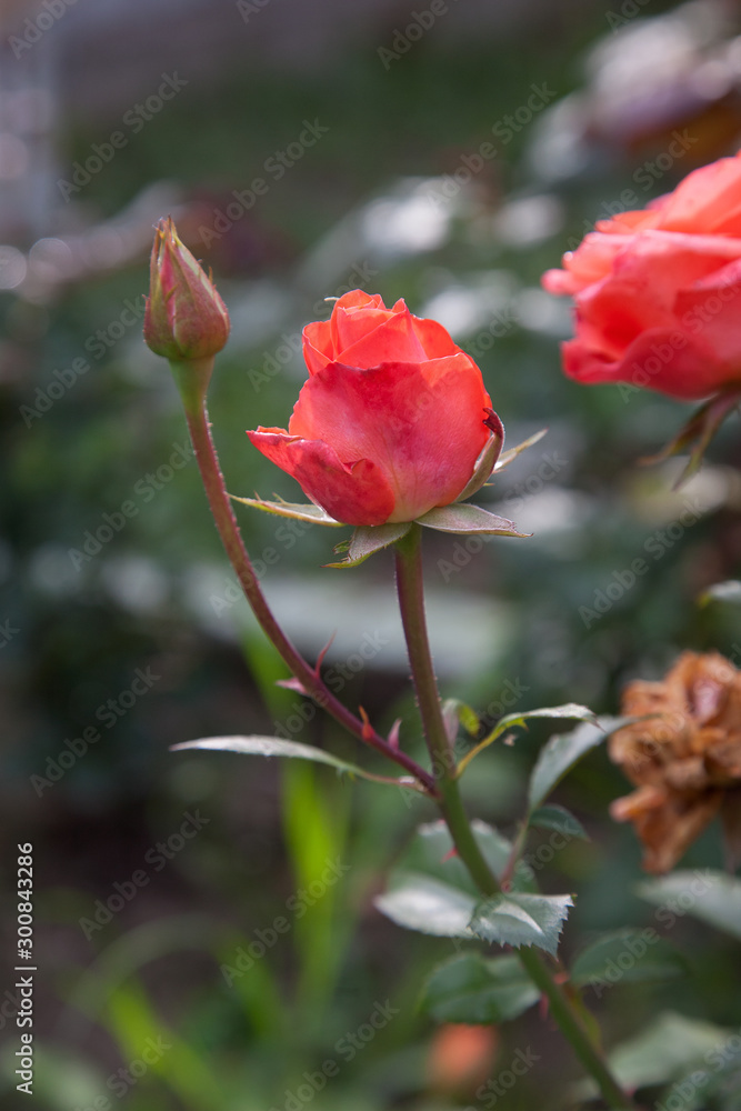 Beautiful rose bush growing in the garden. Beautiful rose bush growing in the garden.