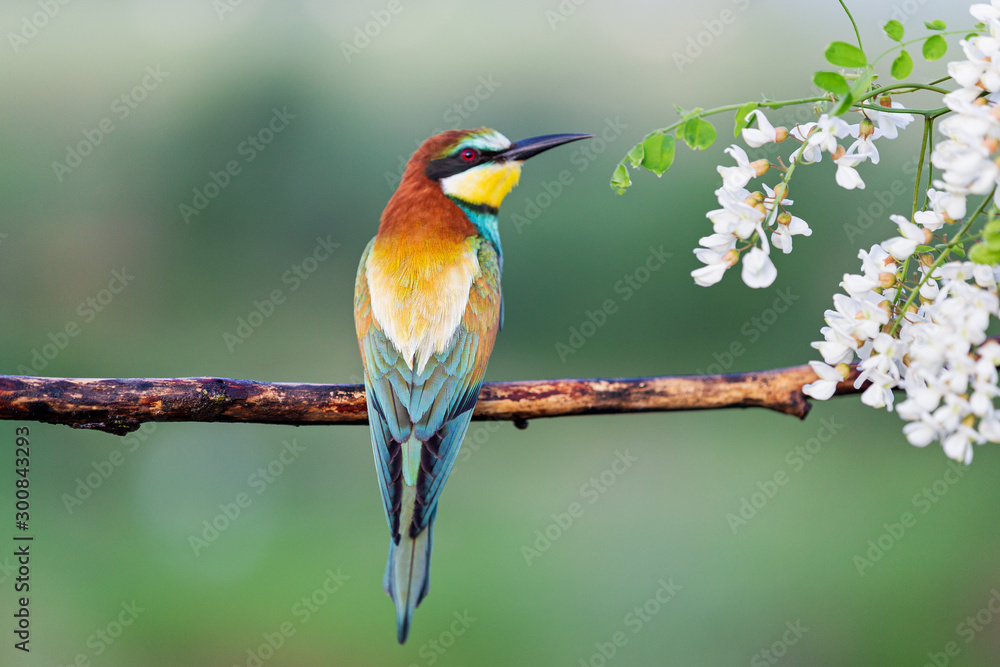Fototapeta piękny egzotyczny ptak siedzący na gałęzi