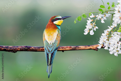 beautiful exotic bird sitting on a branch