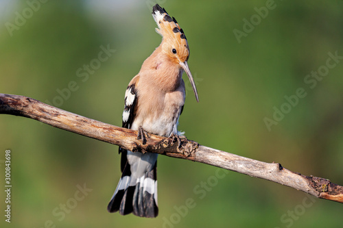 spring hoopoe sings a song while sitting on a branch © drakuliren
