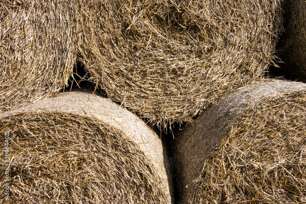 Cylindrical bales of hay against the blue sky. Autumn landscape. Harvested field. Harvesting animal feed. Harvesting. Cylindrical bales of hay against the blue sky. Autumn landscape. Harvested field. Harvesting animal feed. Harvesting.