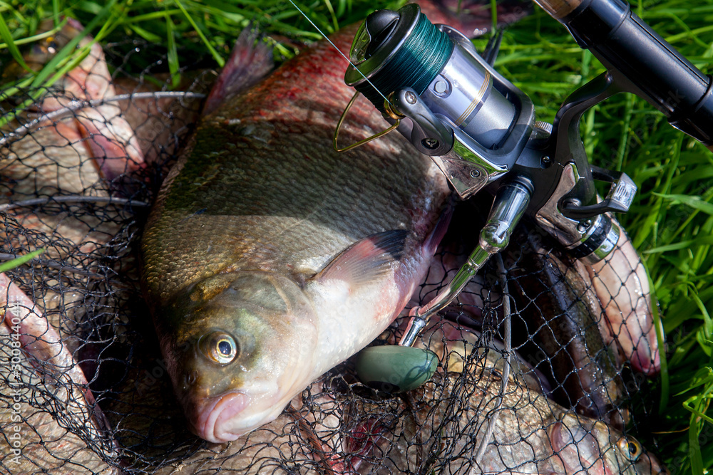 Successful fishing - big freshwater bream fish and fishing rod with reel on keepnet with fishery catch in it.. Successful fishing - big freshwater bream fish and fishing rod with reel on keepnet with fishery catch in it..