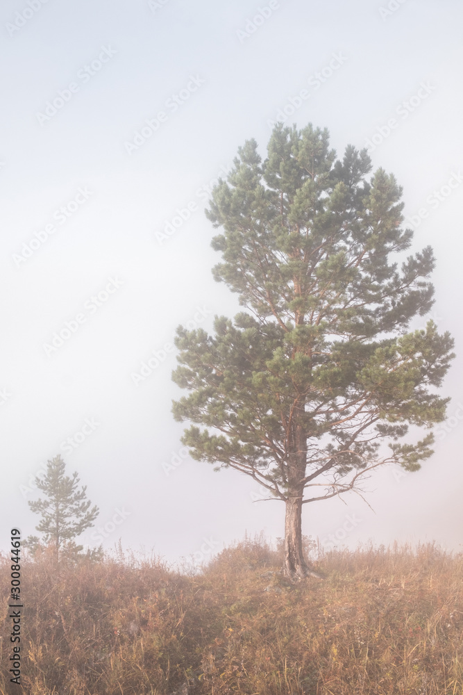 Pine trees Pine trees