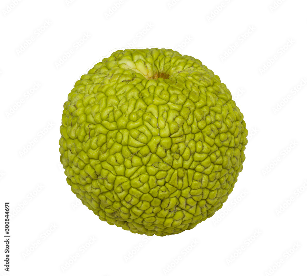 Maclure orange (lat. Maclura pomifera) - fruit of trees of the Mulberry family (Moraceae) on a white background isolated Maclure orange (lat. Maclura pomifera) - fruit of trees of the Mulberry family (Moraceae) on a white background isolated