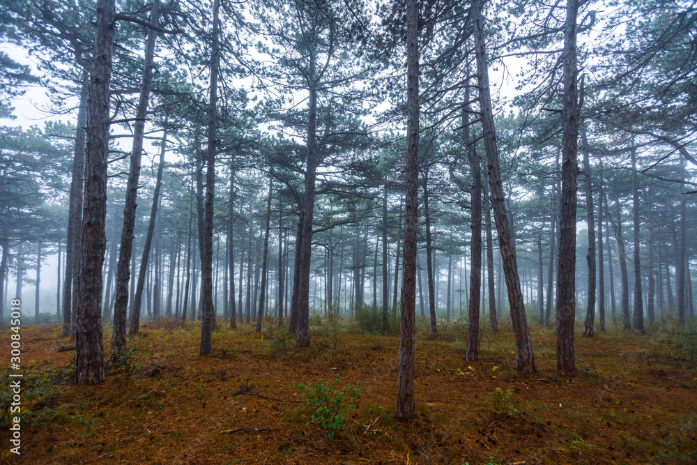 misty autumn forest 