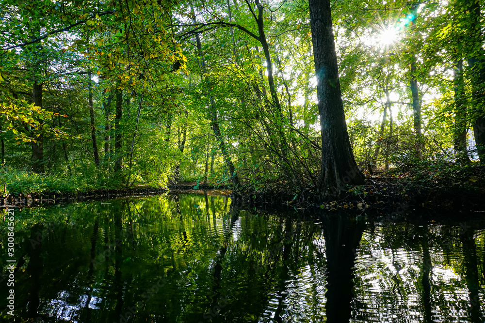 trees in the forest with reflection trees in the forest with reflection