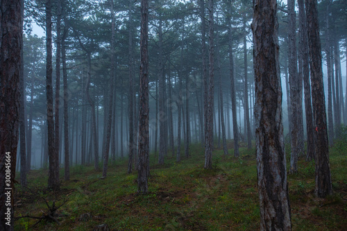 misty green forest © babaroga