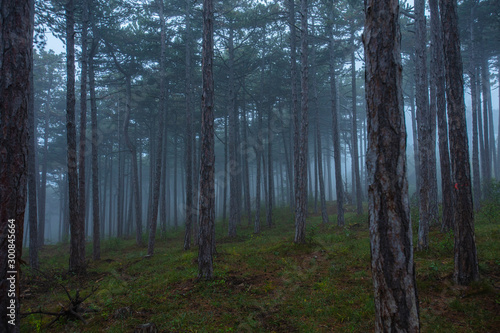 Fototapeta Naklejka Na Ścianę i Meble -  misty green forest