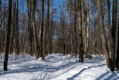 Wallpaper Mural Солнечный зимний день в лесу. Torontodigital.ca