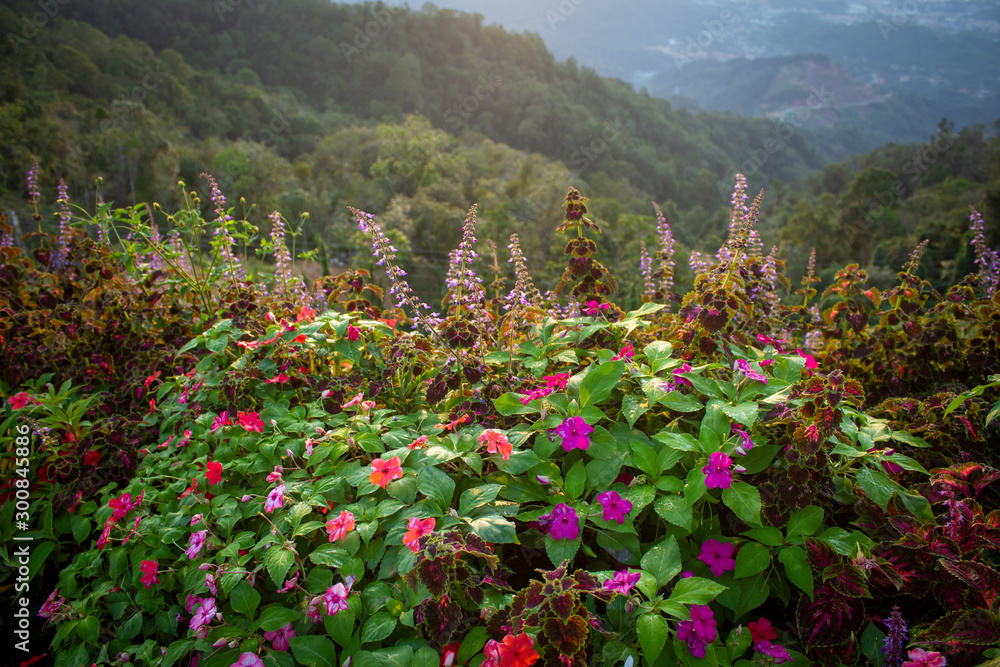 Scenic view of flowers with mountain background, Kota Kinabalu, Sabah, Malaysia