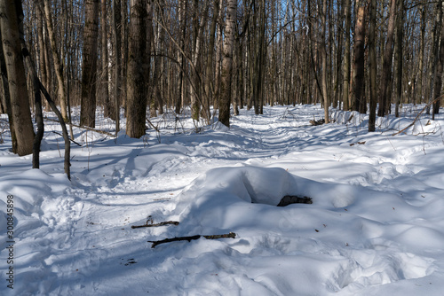Солнечный зимний день в лесу. © kedrova