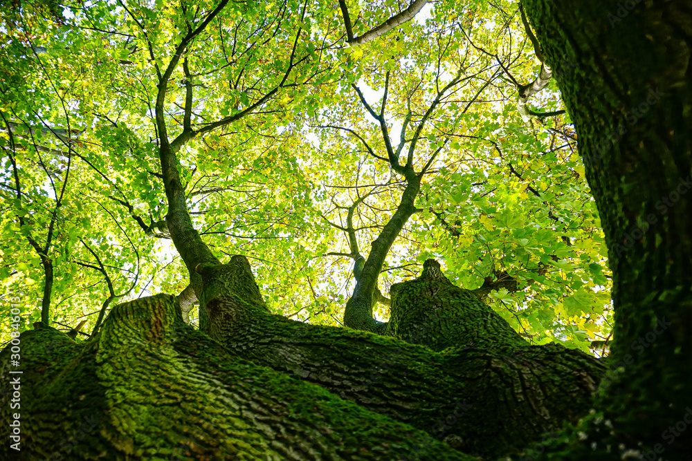 Fototapeta premium tree crown