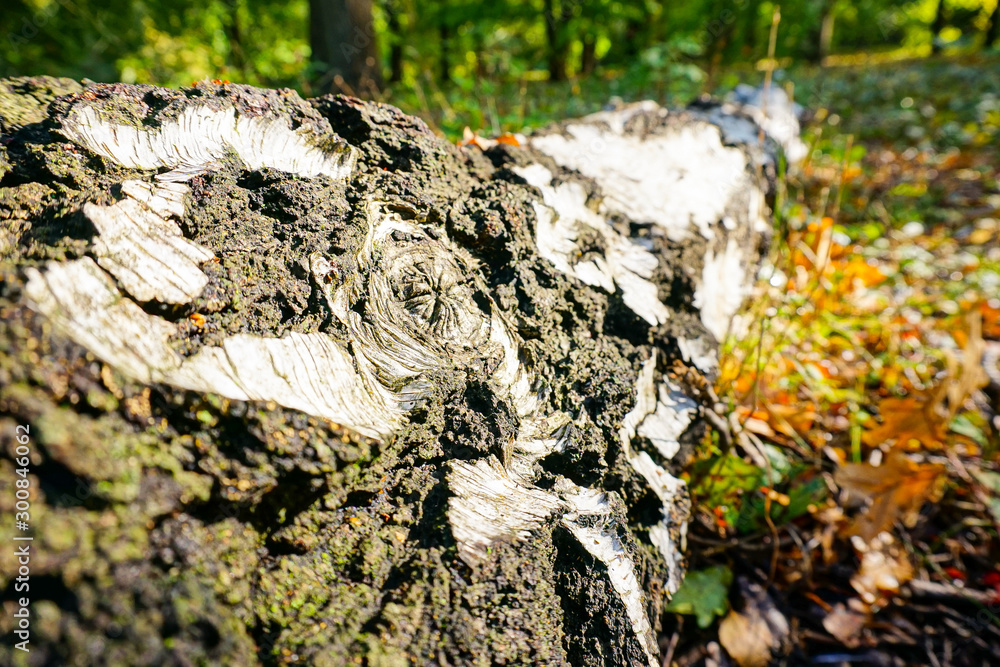 Obraz premium tree crown