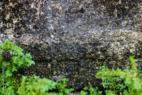 The green plants on old wall cement