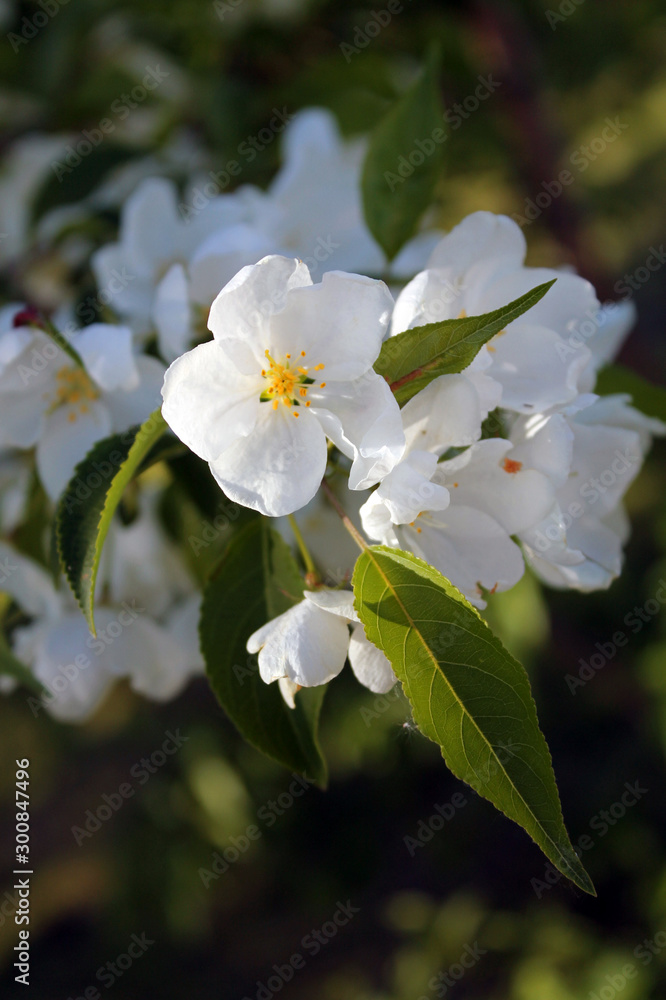 Obraz premium Blooming white flowers on defocused background