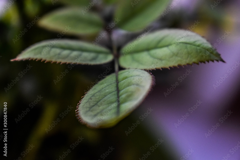 Fototapeta premium rose leaves close up