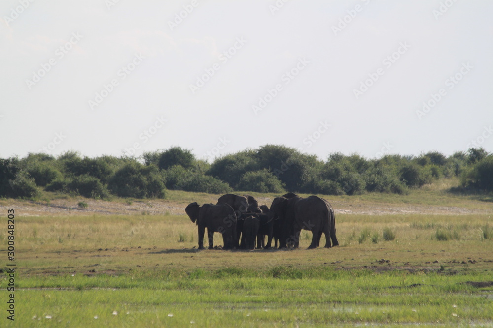 Fototapeta premium Eléphants au bord de l'eau