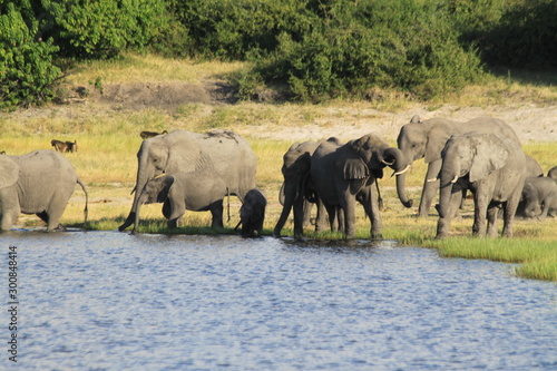 Eléphants au bord de l'eau