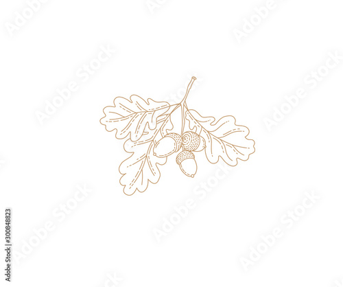 Vector autumn oak leaves and acorns. Isolated, elements for design in line art style.
