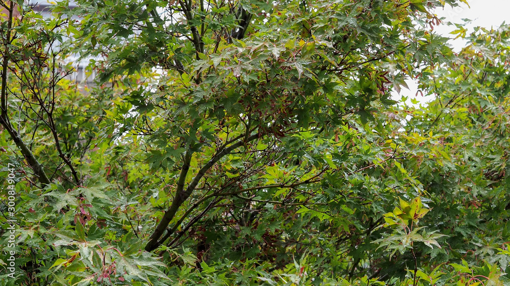 Fototapeta premium green leaves texture background